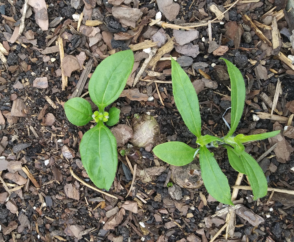 Helianthus tuberosus