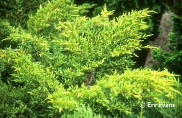 Juniperus chinensis 'Gold Star'