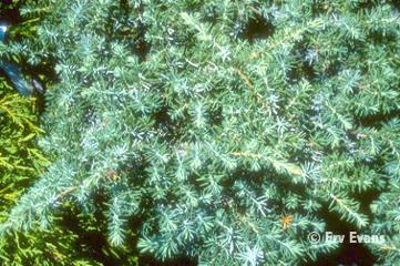 Juniperus conferta 'Silver Mist'