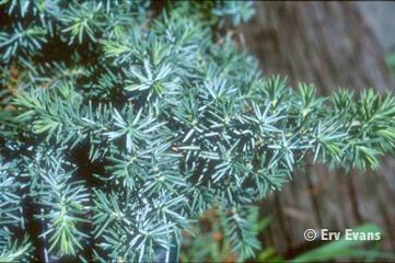 Juniperus conferta 'Silver Mist'