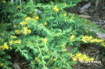 Juniperus conferta 'Variegata'