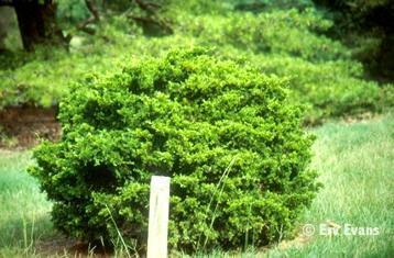 Juniperus virginiana 'Globosa'