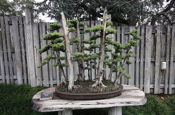 Juniperus chinensis