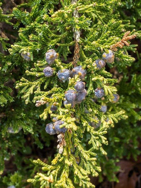 Juniperus chinensis 'Sargentii'