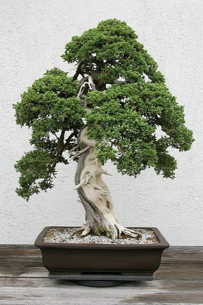 Juniperus procumbens 'Nana'