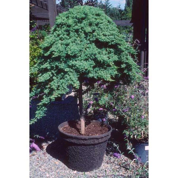 Juniperus procumbens 'Nana'