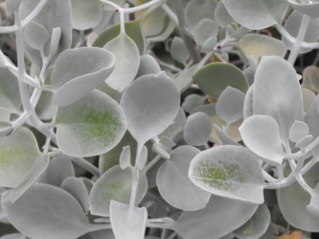 Leaves