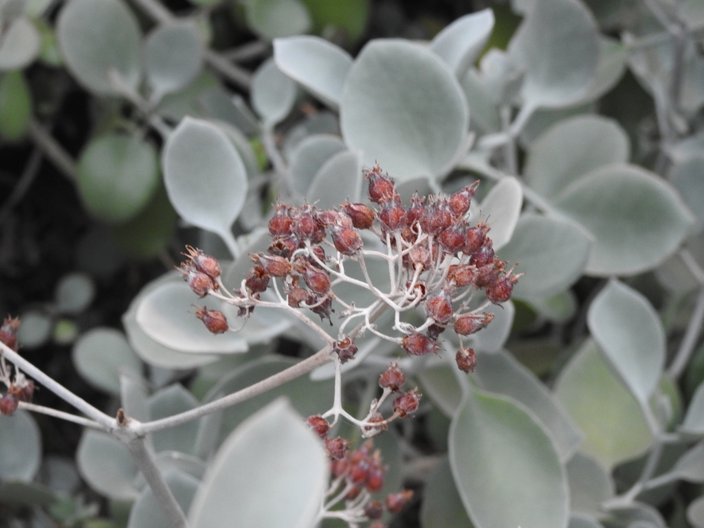 Fruits