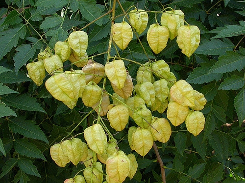 Immature yellow fruits