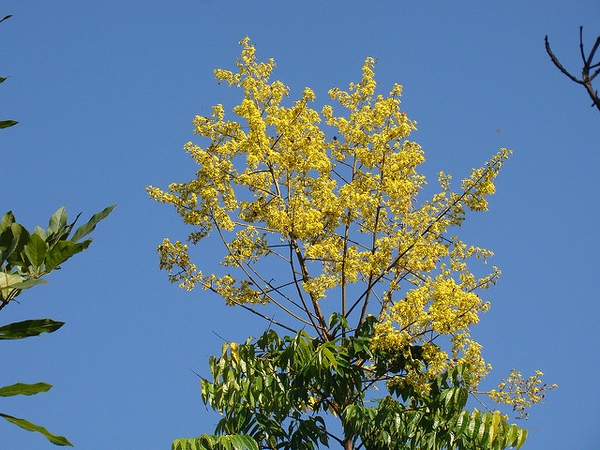Form in flower