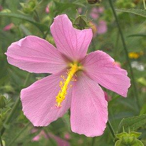 Flower detail