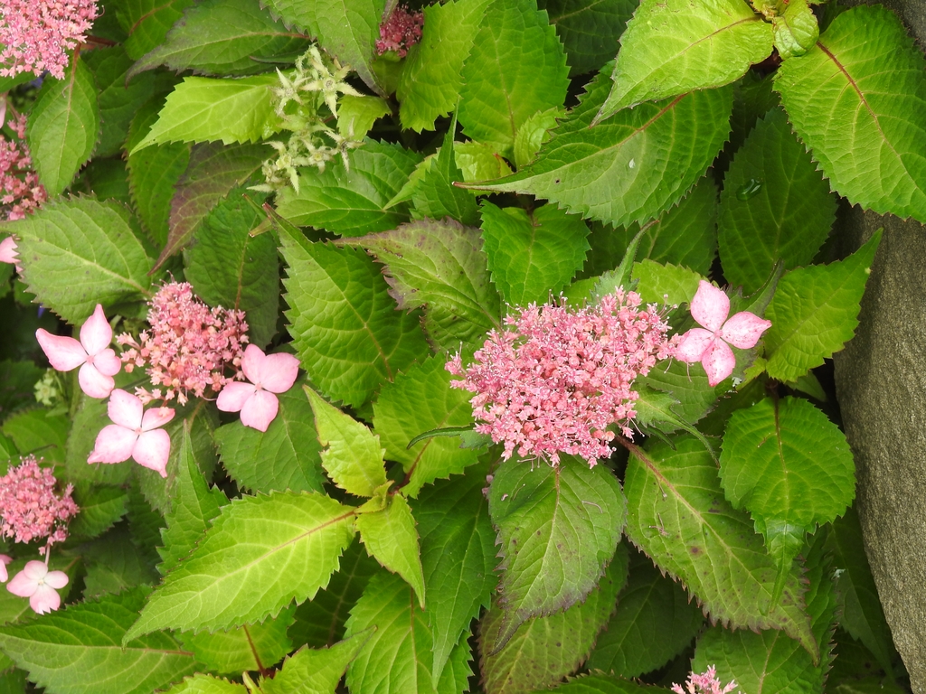 Lace Cap Pink Hydrangea - Flowers & Leaves