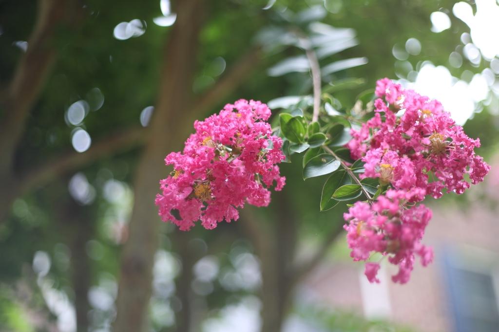 Lagerstroemia