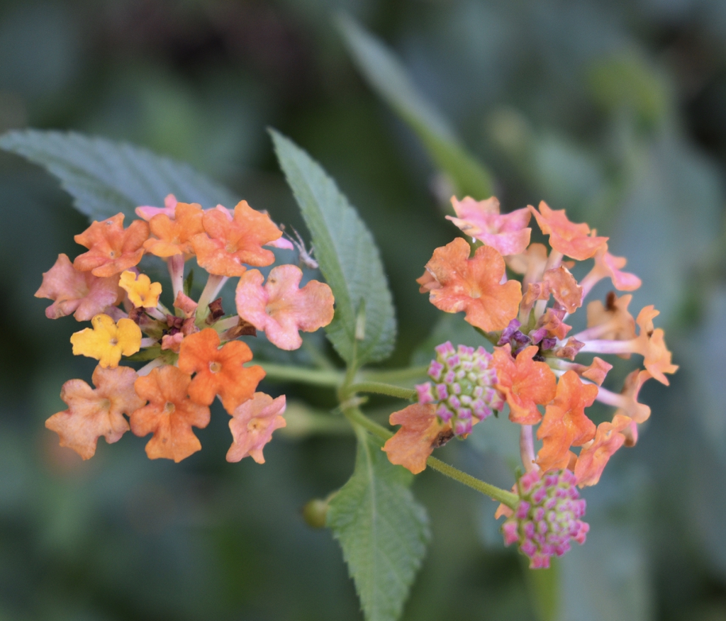 Lantana camara 'Miss Huff'