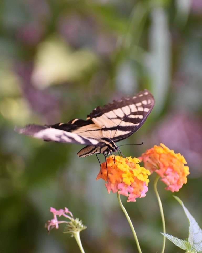 Lantana camara 'Miss Huff'