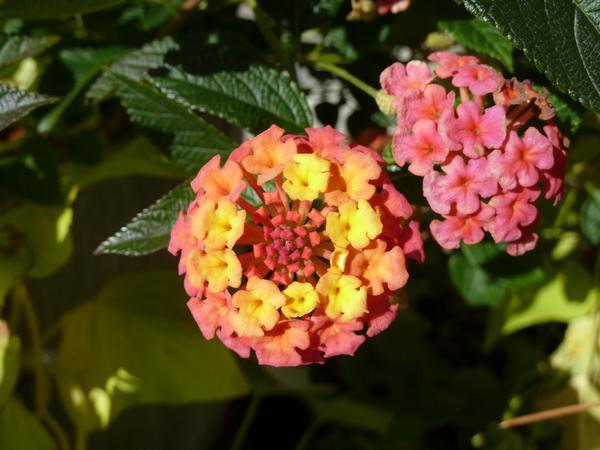 Flower clusters; flowers yellow turning orange-pink.