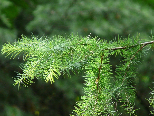 Larix kaempferi
