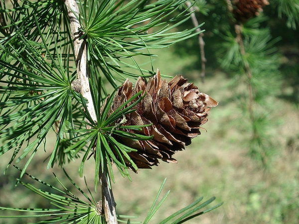 Larix kaempferi