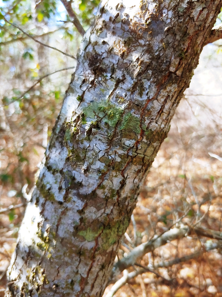 bark in winter Brunswick Nature Park