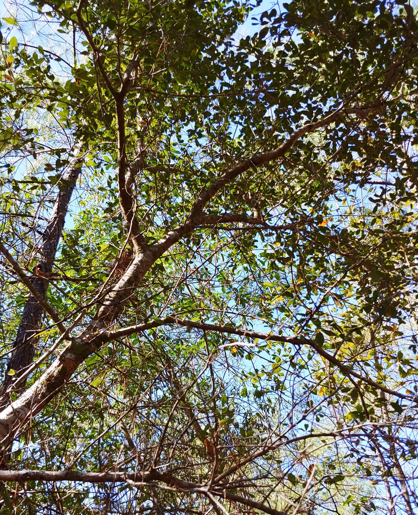 laurel oak skdavidson
