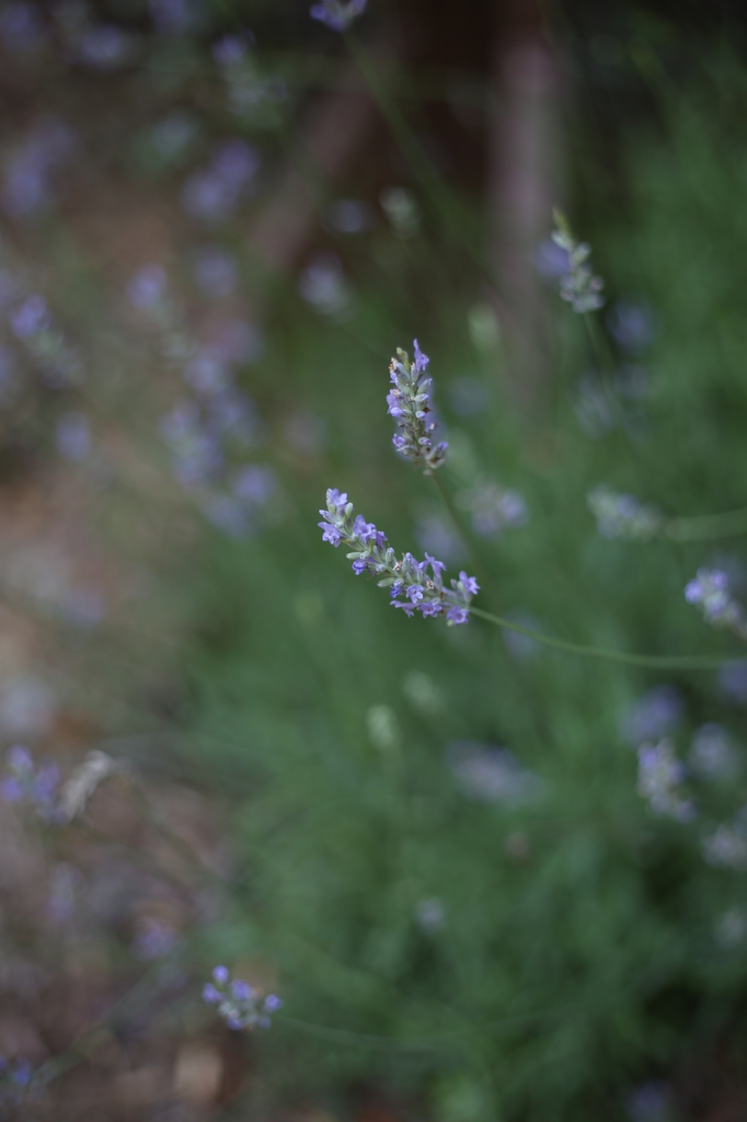 Lavandula angustifolia