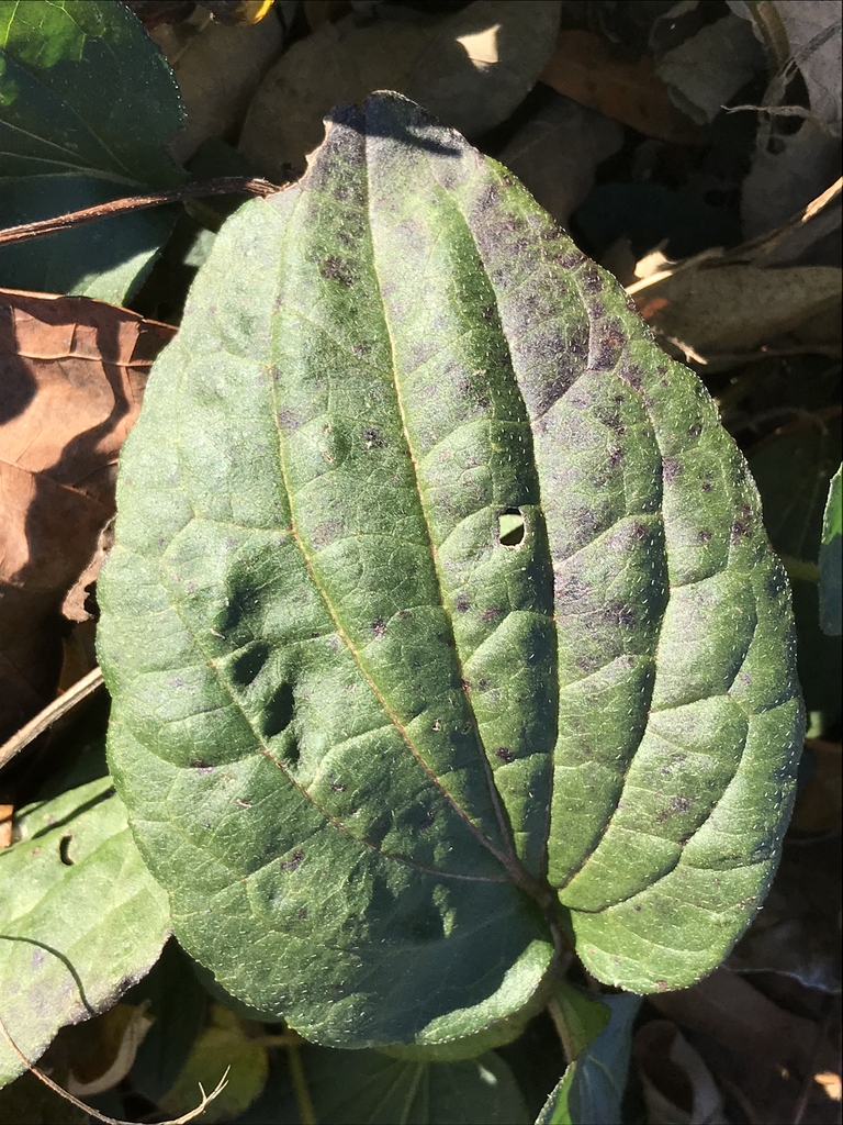 Leaf closeup in winter