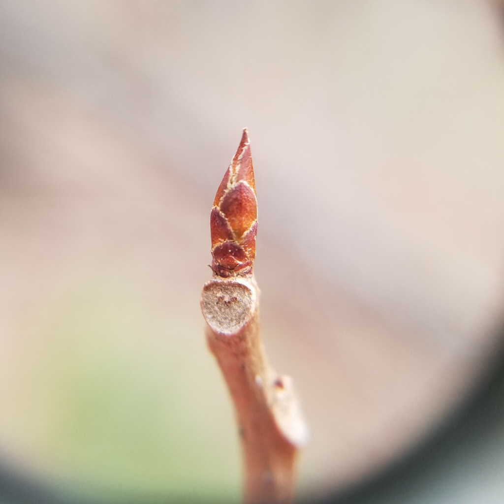 Leaf bud in January in Coweta County, Georgia