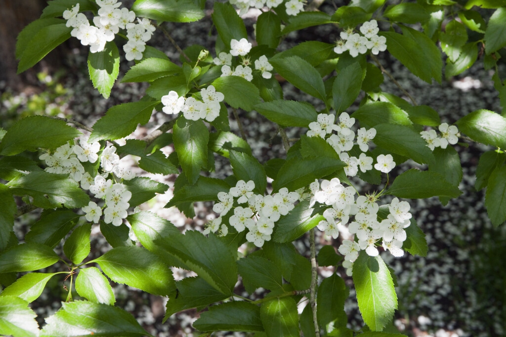 Leaves and flowers