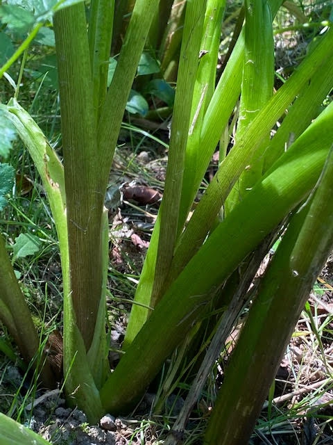Leaves arise from rhizomes.