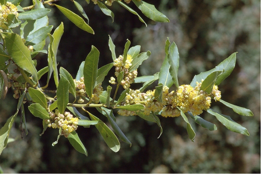 Leafy shoot with dense clusters of staminate flowers in axils