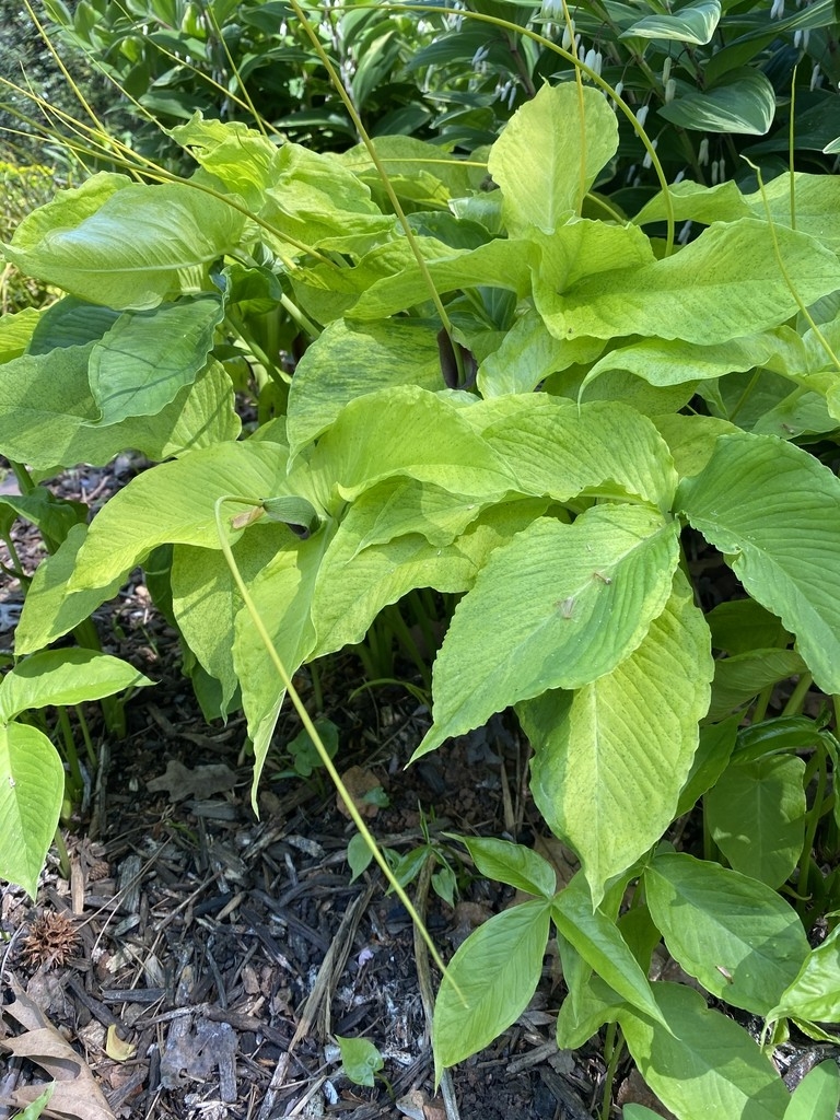 leaves, spring, Davidson County, NC