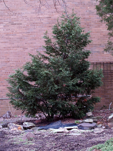 × Cupressocyparis leylandii 