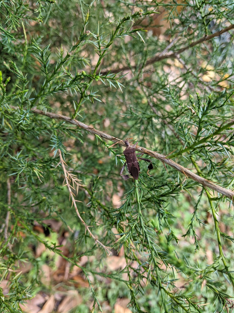 Form
