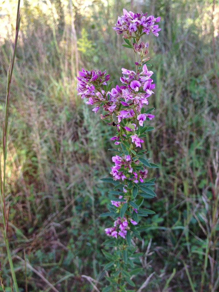 Lespedeza virginica