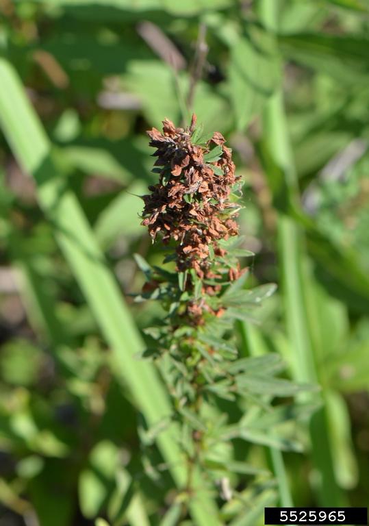 Lespedeza virginica