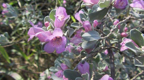 Leucophyllum frutescens