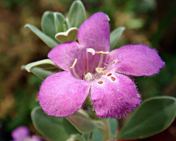 Leucophyllum frutescens