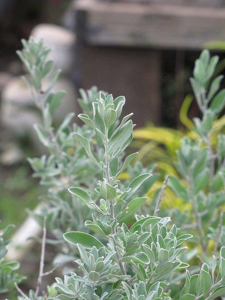 Leucophyllum frutescens