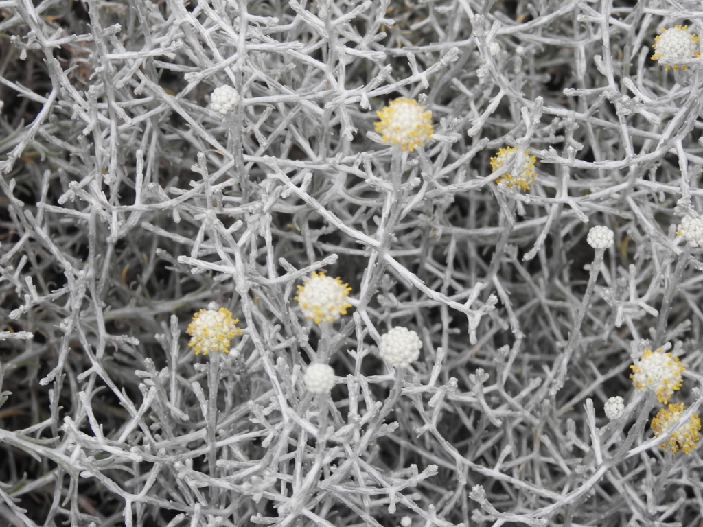 Leucophyta brownii flowers