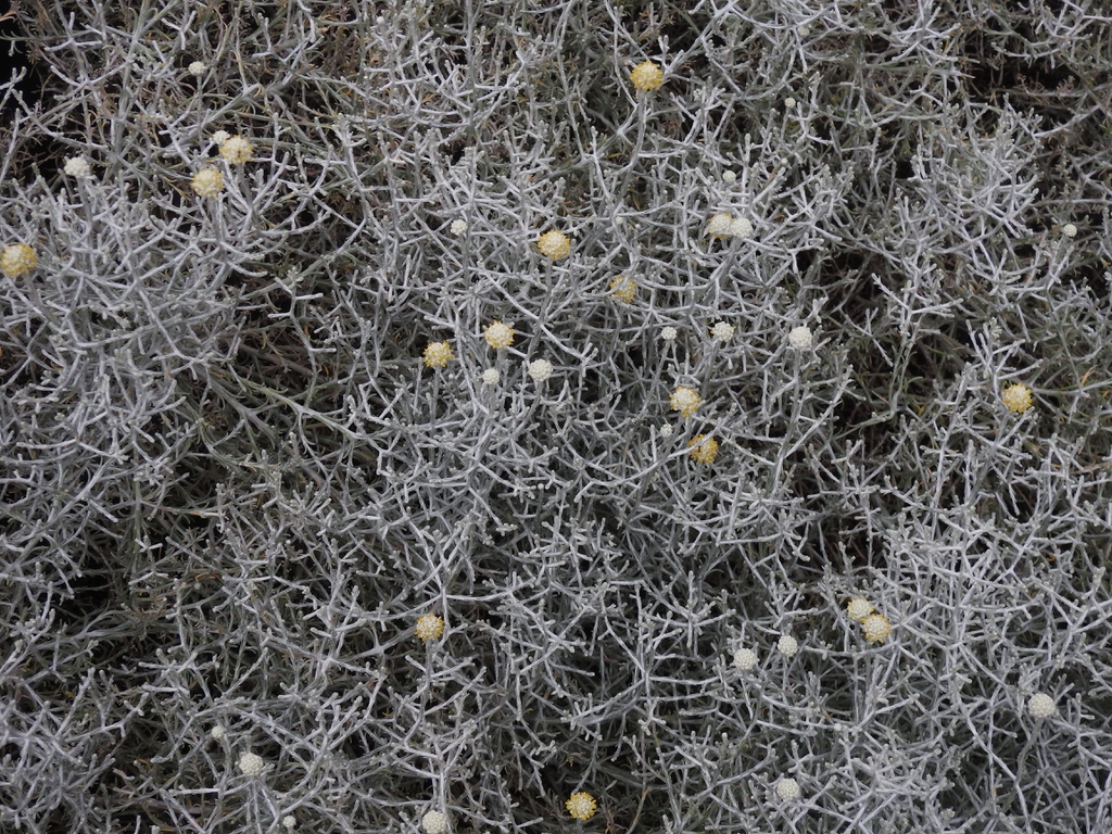 Leucophyta brownii