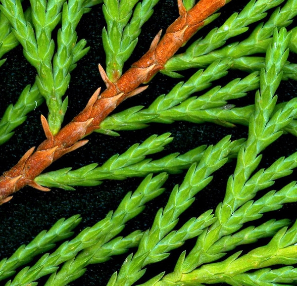 × Cupressocyparis leylandii 