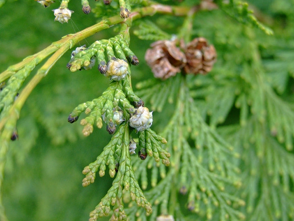× Cupressocyparis leylandii 