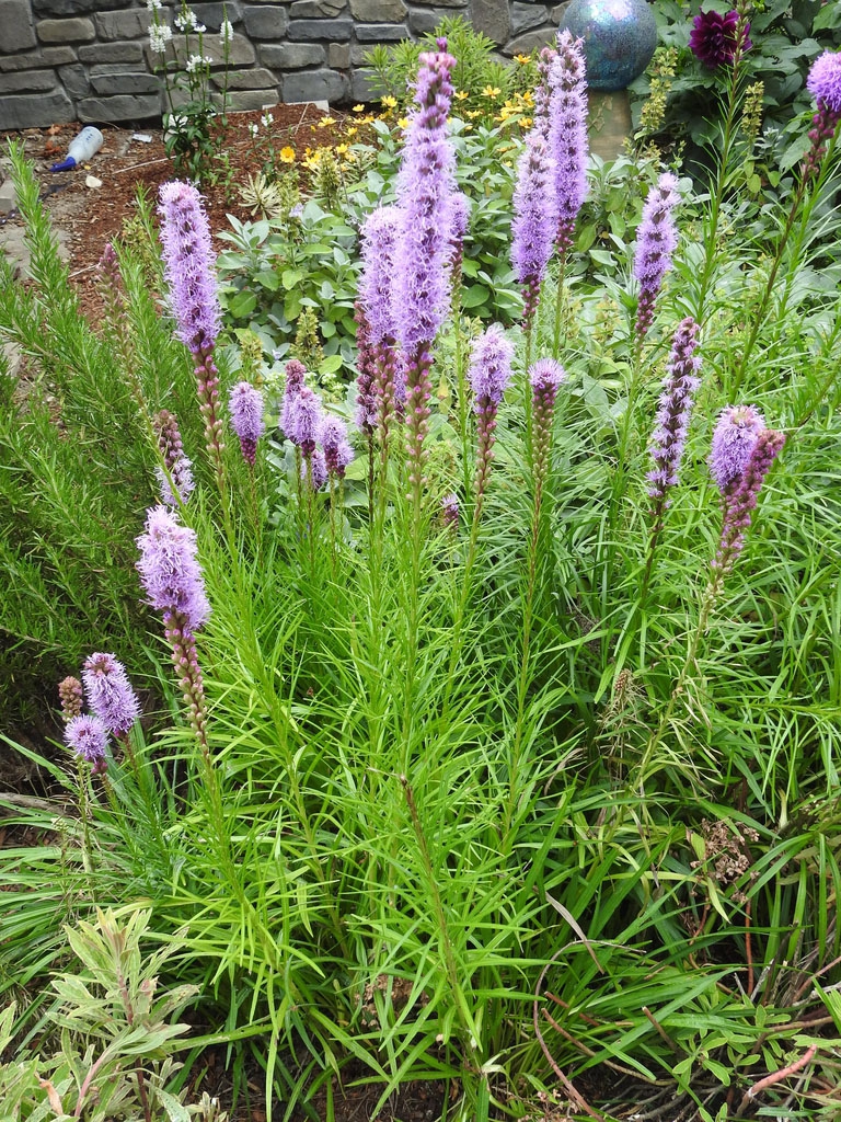 Erect stems with purple flowers.