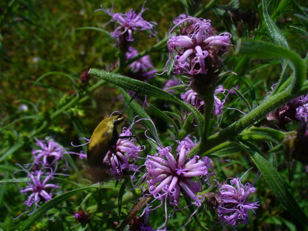 in summer in Moore county: flowers and leaves