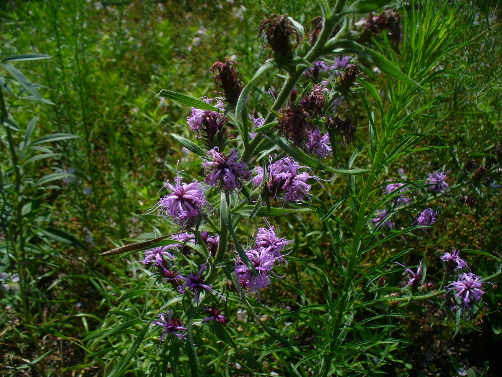 in summer in Moore county: flowers and leaves