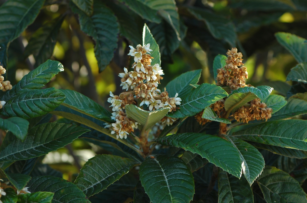 Eriobotrya Japonica