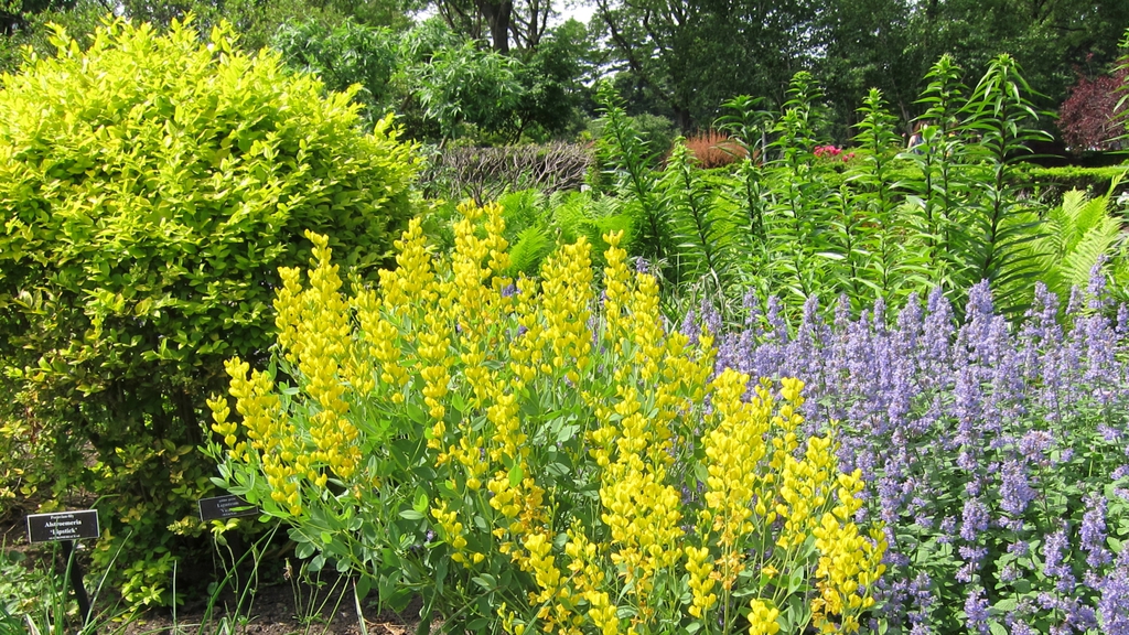 Bright chartreuse shrub adjacent to yellow & purple flowers.
