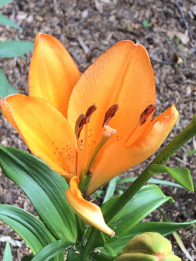 Asiatic lily flower star shaped orange flower