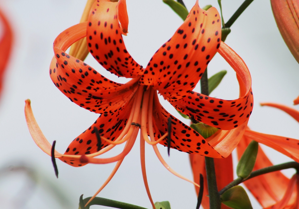 Close-up of single, pendent, orange flower with spotted tepals.