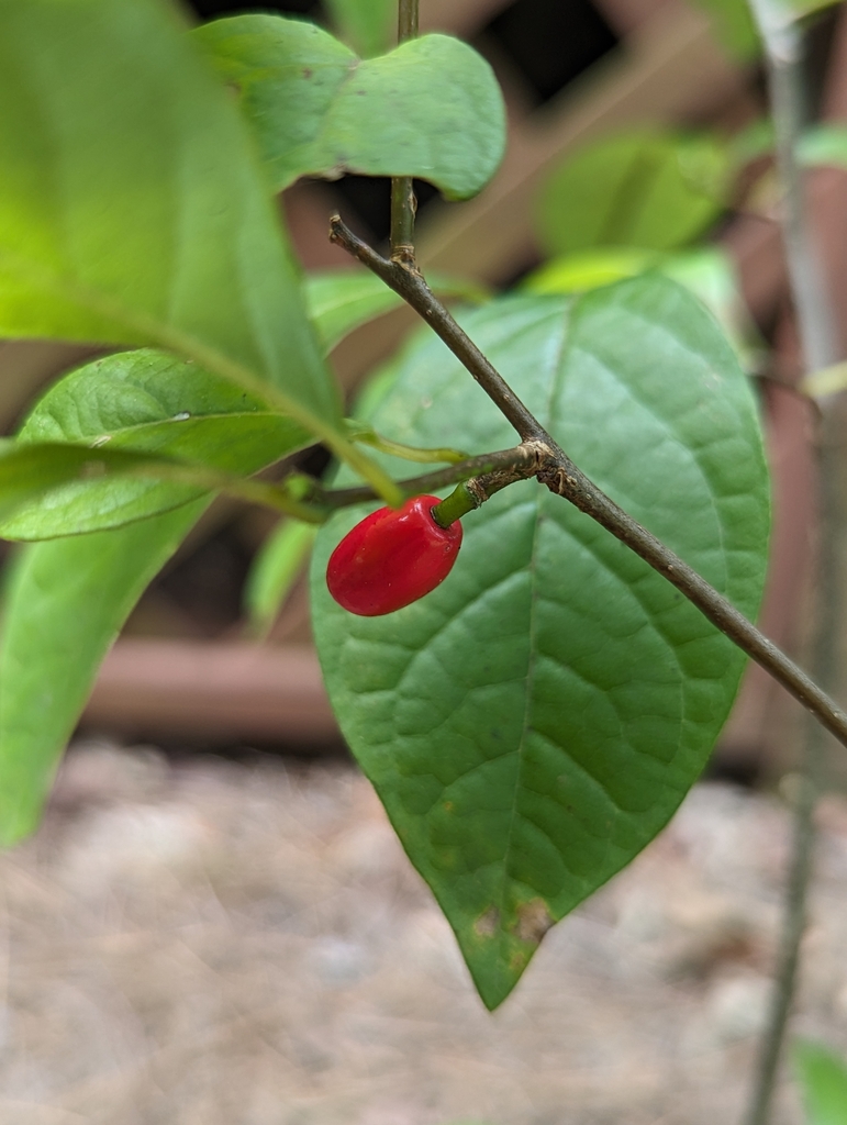 Fruit up close